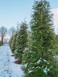 Attēlu rezultāti vaicājumam “Tsuga canadensis”