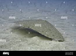 Image result for Gymnura altavela