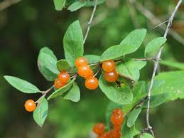 Attēlu rezultāti vaicājumam “Lonicera tatarica fruit”
