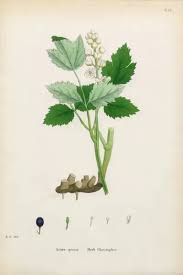 Attēlu rezultāti vaicājumam “Actaea spicata”