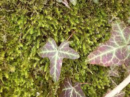 Attēlu rezultāti vaicājumam “Anomodon viticulosus sporophyte”