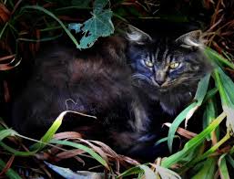 Image result for invisible cat