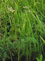 Attēlu rezultāti vaicājumam “Peucedanum palustre leaf”