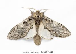 Attēlu rezultāti vaicājumam “Peridea anceps”