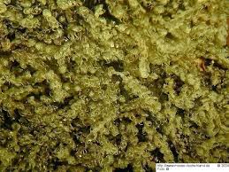 Attēlu rezultāti vaicājumam “Nowellia curvifolia”