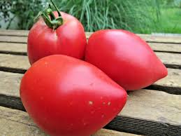 Afbeeldingsresultaat voor anna russian tomato