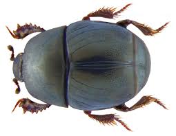 Attēlu rezultāti vaicājumam “Hypocaccus rugiceps”