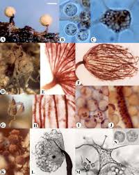 Attēlu rezultāti vaicājumam “Cribraria microcarpa”
