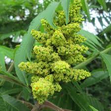 Attēlu rezultāti vaicājumam “Rhus typhina flower”