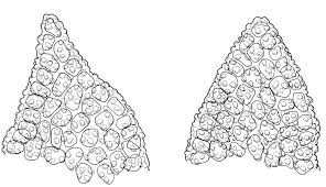 Attēlu rezultāti vaicājumam “Gymnostomum calcareum”