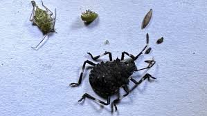 Attēlu rezultāti vaicājumam “Lygus nymph nymph”