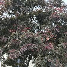 Attēlu rezultāti vaicājumam “Gleditsia triacanthos flower”