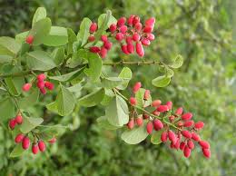 Attēlu rezultāti vaicājumam “Geranium pyrenaicum leaf”