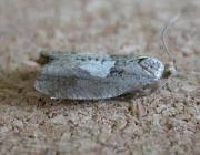 Attēlu rezultāti vaicājumam “Epinotia brunnichana”