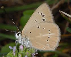 Attēlu rezultāti vaicājumam “Agrodiaetus damon underside”