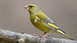 Attēlu rezultāti vaicājumam “Fringillidae”