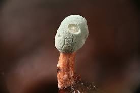 Attēlu rezultāti vaicājumam “Penicillium vulpinum”