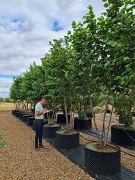 Attēlu rezultāti vaicājumam “Corylus avellana”