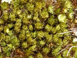 Attēlu rezultāti vaicājumam “Dicranum spurium”