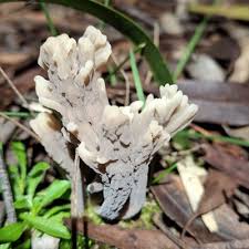 Attēlu rezultāti vaicājumam “Clavulina cinerea”