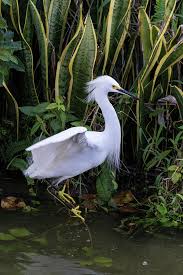 Image result for Egretta thula