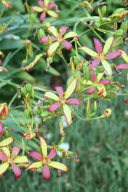 Image result for Pardancanda norrisii