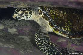 Image result for Eretmochelys imbricata