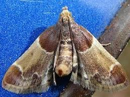 Attēlu rezultāti vaicājumam “Pyralis farinalis”