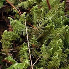 Attēlu rezultāti vaicājumam “Ptilium crista-castrensis”