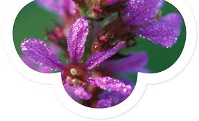 Attēlu rezultāti vaicājumam “Lythrum salicaria fruit”