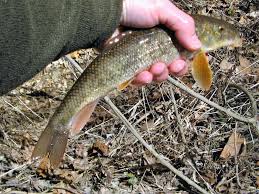 Image result for Catostomus commersonii