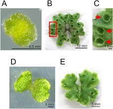 Attēlu rezultāti vaicājumam “Marchantia polymorpha”