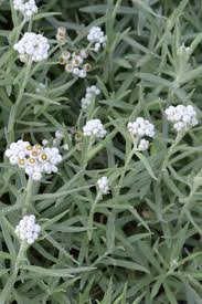 Attēlu rezultāti vaicājumam “Anaphalis margaritacea leaf”