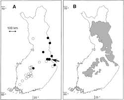 Attēlu rezultāti vaicājumam “Harminius undulatus”