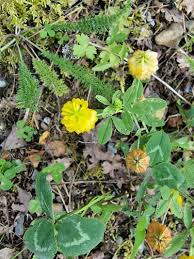 Attēlu rezultāti vaicājumam “Trifolium aureum leaf”