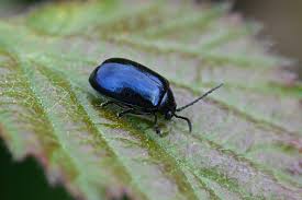 Attēlu rezultāti vaicājumam “Agelastica alni”