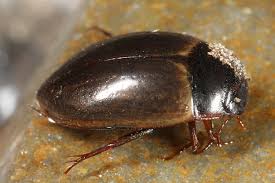 Attēlu rezultāti vaicājumam “Colymbetes striatus”