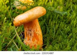 Attēlu rezultāti vaicājumam “Lactarius deliciosus”