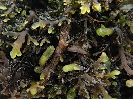 Attēlu rezultāti vaicājumam “Riccardia multifida”