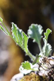 Attēlu rezultāti vaicājumam “Xylita laevigata”