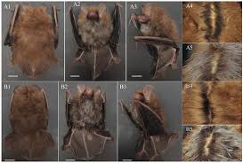 Attēlu rezultāti vaicājumam “Chiroptera”