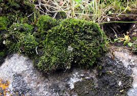 Attēlu rezultāti vaicājumam “Myurella julacea”