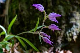 Attēlu rezultāti vaicājumam “Cephalanthera rubra leaf”