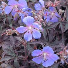 Attēlu rezultāti vaicājumam “Geranium pratense”