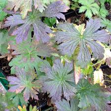 Attēlu rezultāti vaicājumam “Geranium sylvaticum leaf”