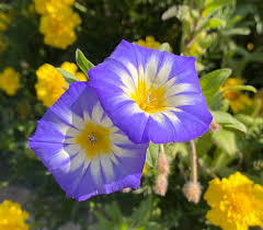 Image result for Convolvulus tricolor