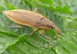 Attēlu rezultāti vaicājumam “Lixus iridis”