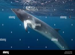 Image result for Balaenoptera acutorostrata