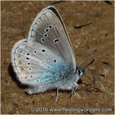 Attēlu rezultāti vaicājumam “Eumedonia eumedon”