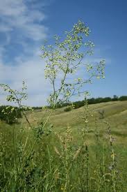 Attēlu rezultāti vaicājumam “Thalictrum minus”